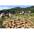 Certificado de Análisis de Vegetales Trozos de Jengibre Seco